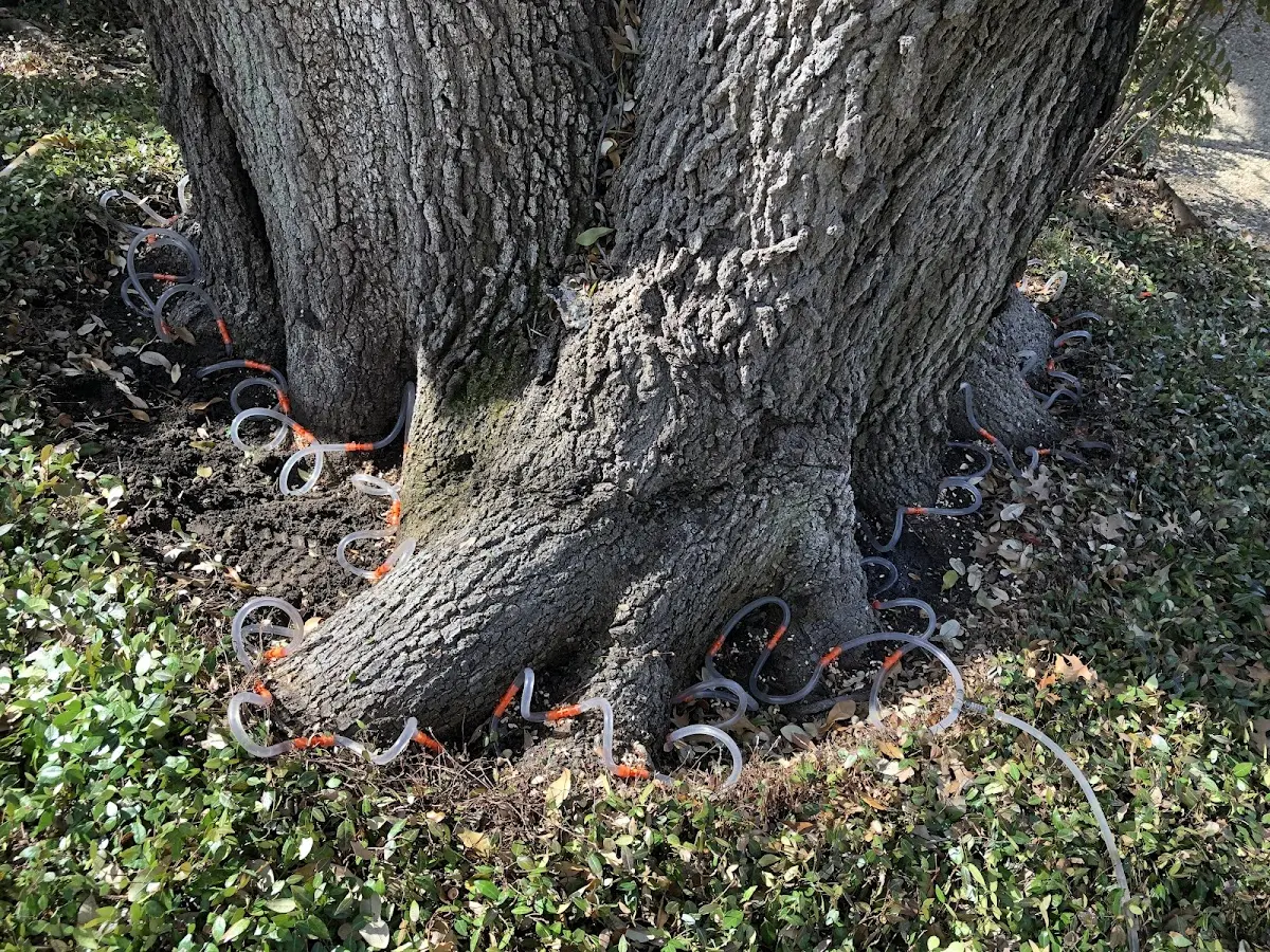 Detailed Tree Cabling and Bracing job site in Caldwell