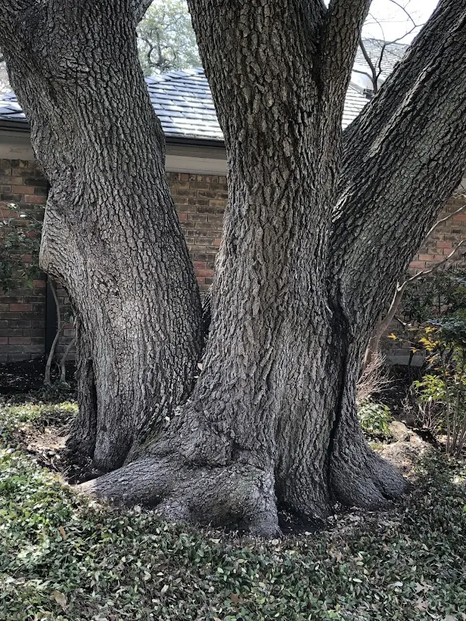 Mature heritage tree close to a Caldwell property cared for by certified arborists